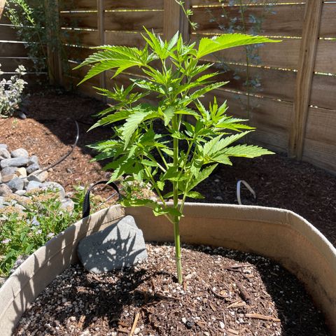Bear growlog timeline photo