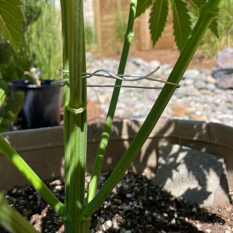 Tiger growlog timeline photo