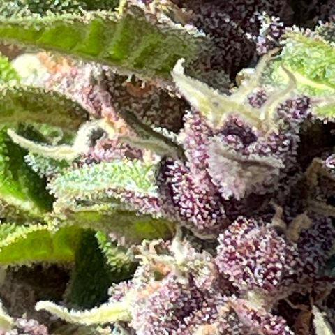 Betty growlog timeline photo