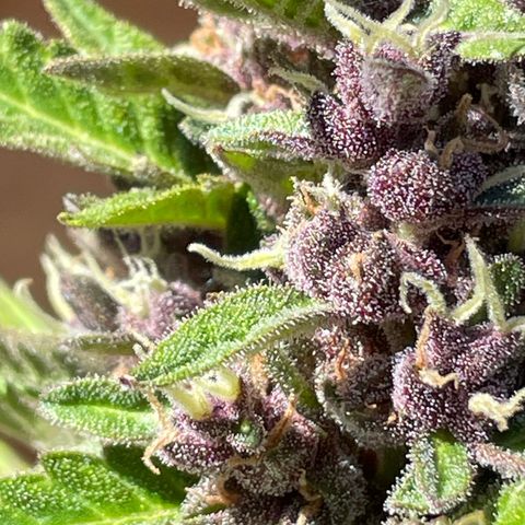Betty growlog timeline photo