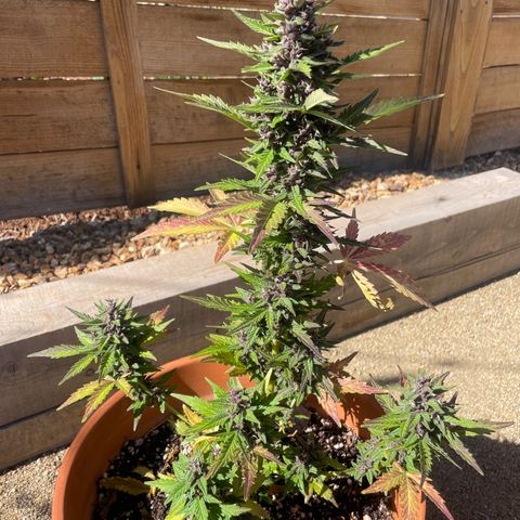 Betty growlog timeline photo