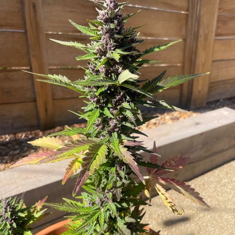 Betty growlog timeline photo