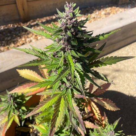 Betty growlog timeline photo