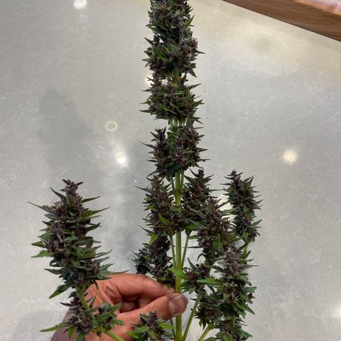 Betty growlog timeline photo