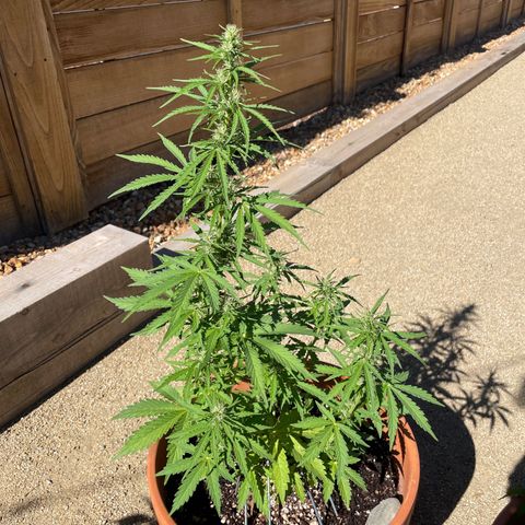 Serra growlog timeline photo