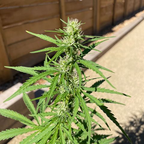 Serra growlog timeline photo