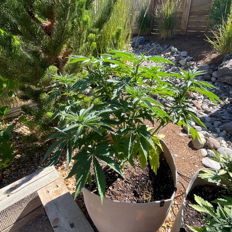 Tiger growlog timeline photo
