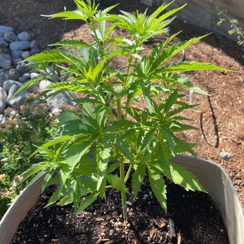 Bear growlog timeline photo