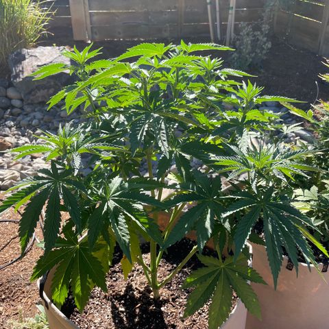 Tiger growlog timeline photo