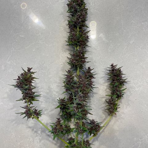 Betty growlog timeline photo