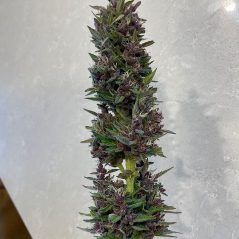 Betty growlog timeline photo