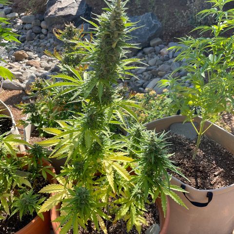 Serra growlog timeline photo