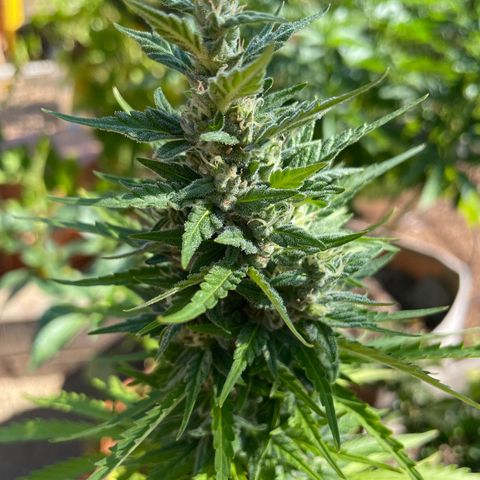 Serra growlog timeline photo