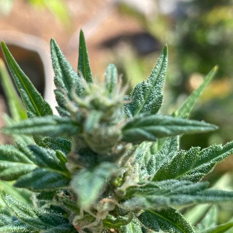 Serra growlog timeline photo