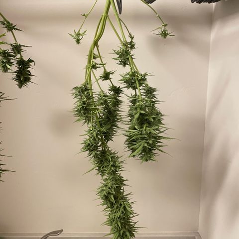 Serra growlog timeline photo