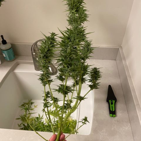 Serra growlog timeline photo