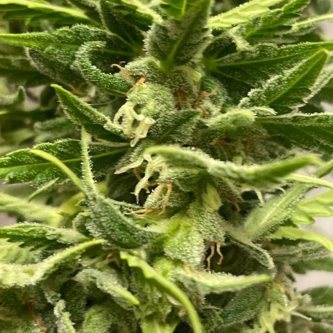 Serra growlog timeline photo