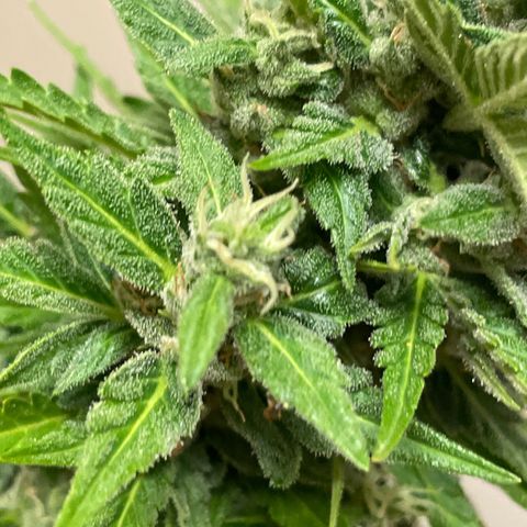 Serra growlog timeline photo
