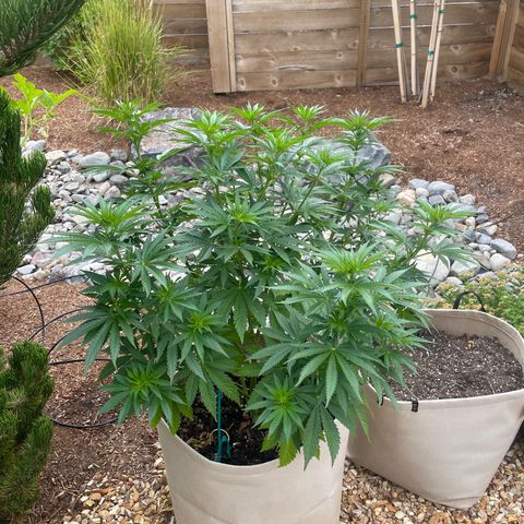 Tiger growlog timeline photo