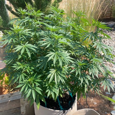 Tiger growlog timeline photo