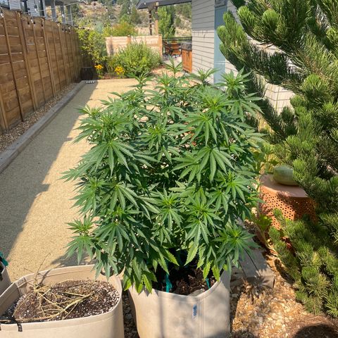 Tiger growlog timeline photo