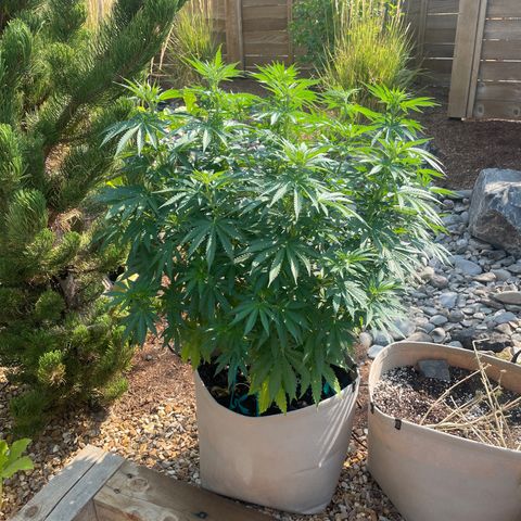 Tiger growlog timeline photo