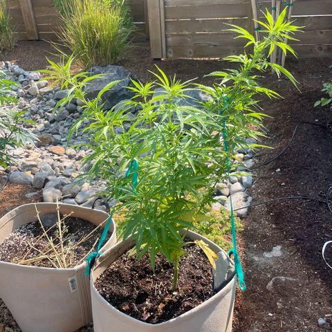 Bear growlog timeline photo