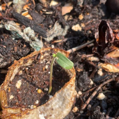 Bear growlog timeline photo
