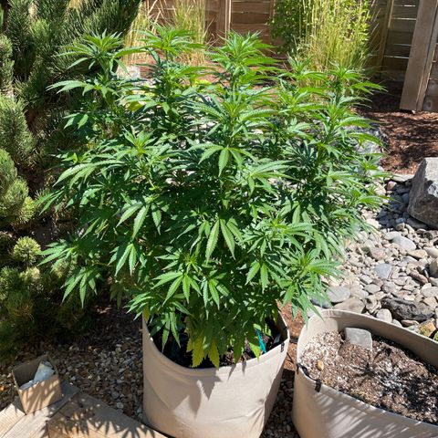 Tiger growlog timeline photo
