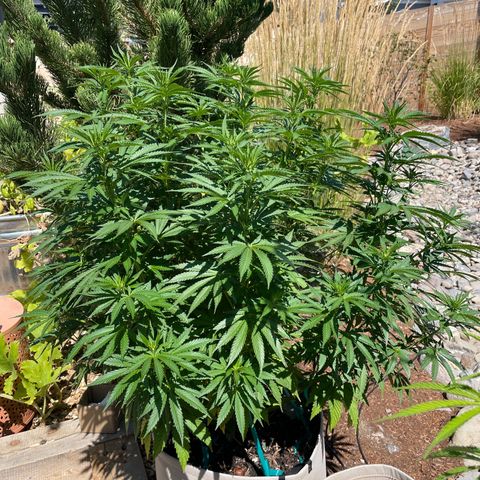 Tiger growlog timeline photo