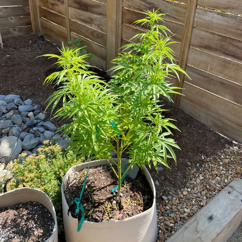 Bear growlog timeline photo