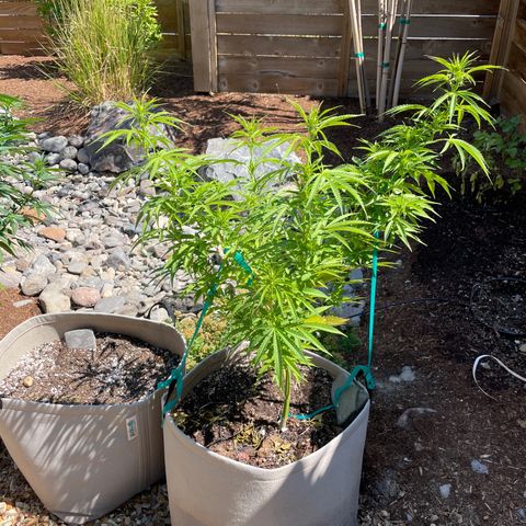 Bear growlog timeline photo