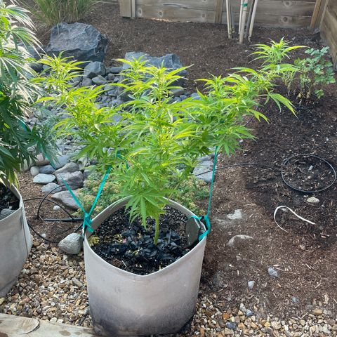 Bear growlog timeline photo