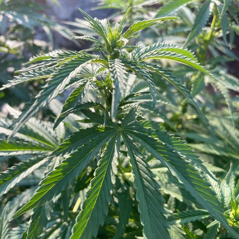 Tiger growlog timeline photo