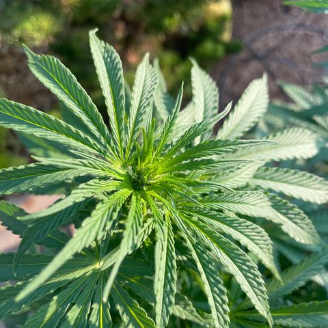 Tiger growlog timeline photo