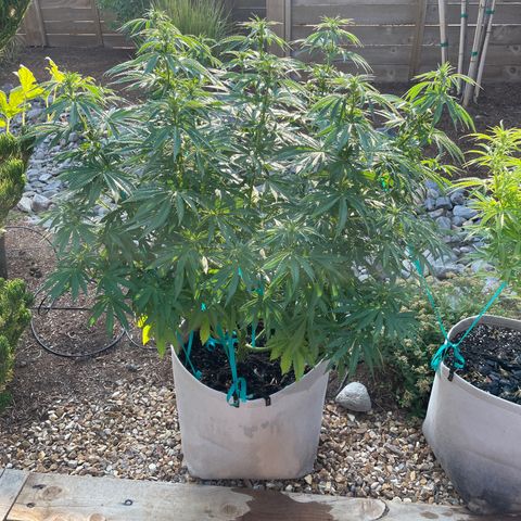 Tiger growlog timeline photo