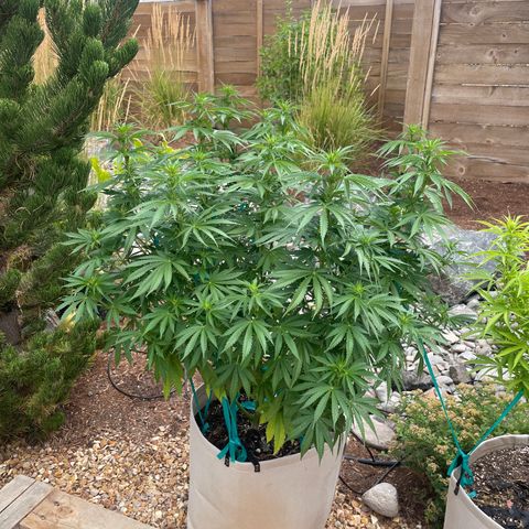 Tiger growlog timeline photo
