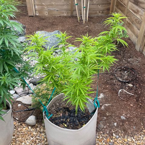 Bear growlog timeline photo