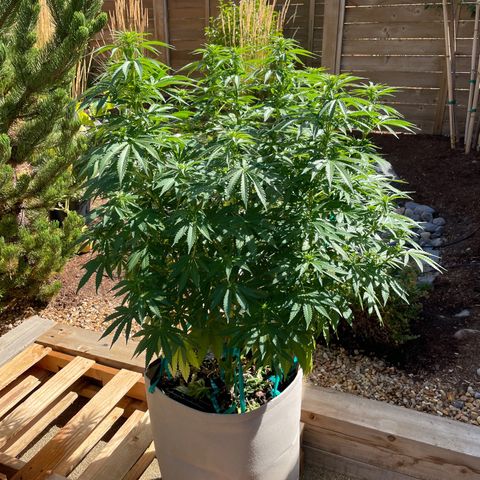 Tiger growlog timeline photo