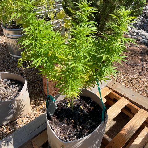 Bear growlog timeline photo