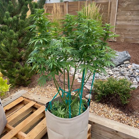 Tiger growlog timeline photo