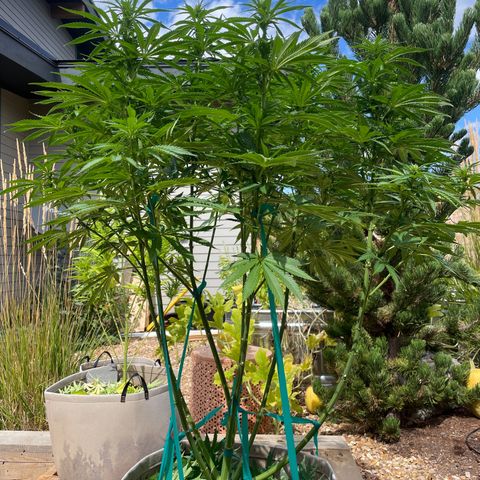 Tiger growlog timeline photo
