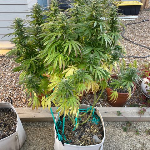 Tiger growlog timeline photo