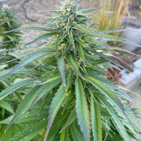 Tiger growlog timeline photo