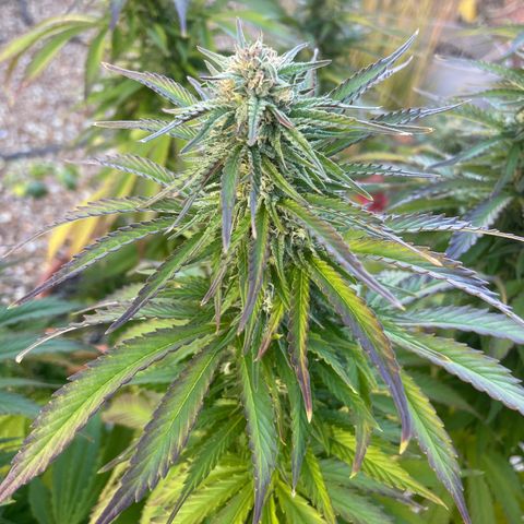 Tiger growlog timeline photo