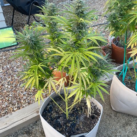 Bear growlog timeline photo