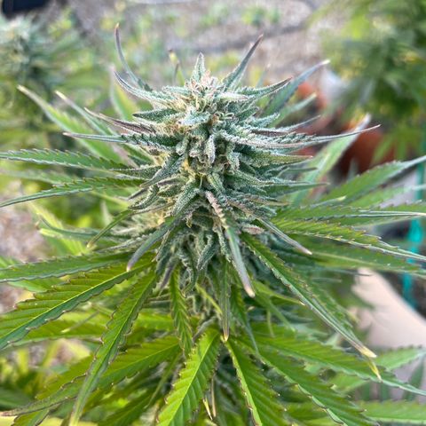 Bear growlog timeline photo