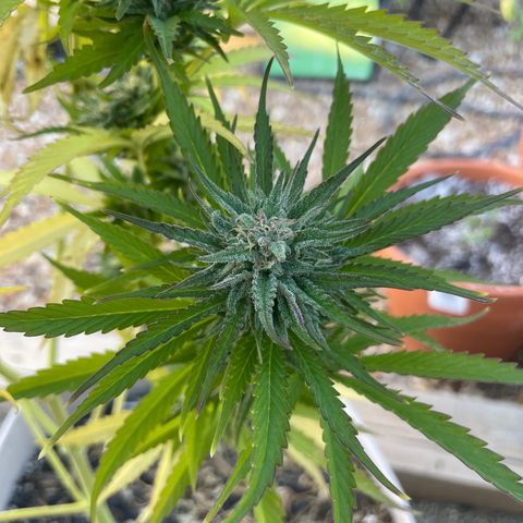 Bear growlog timeline photo