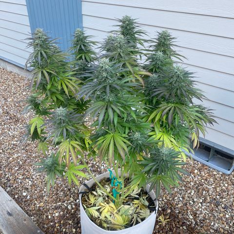 Tiger growlog timeline photo
