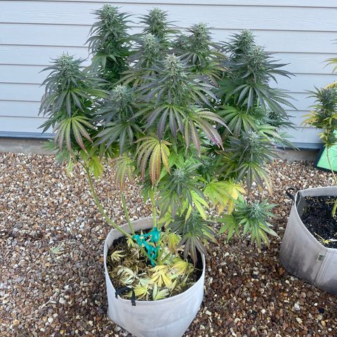 Tiger growlog timeline photo